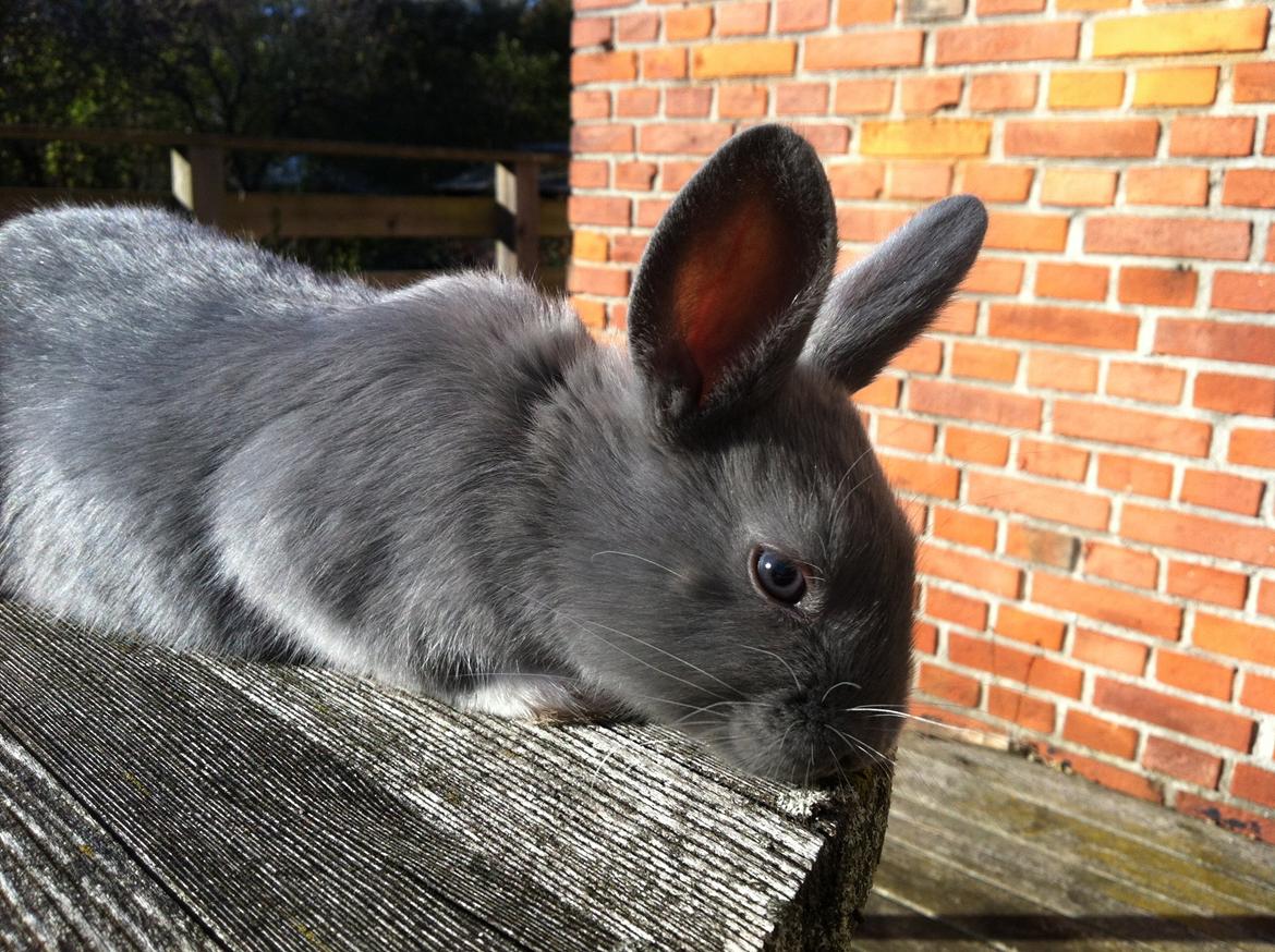 Kanin Makara's blue lightning15/9-2012 - februar 2015 † billede 16