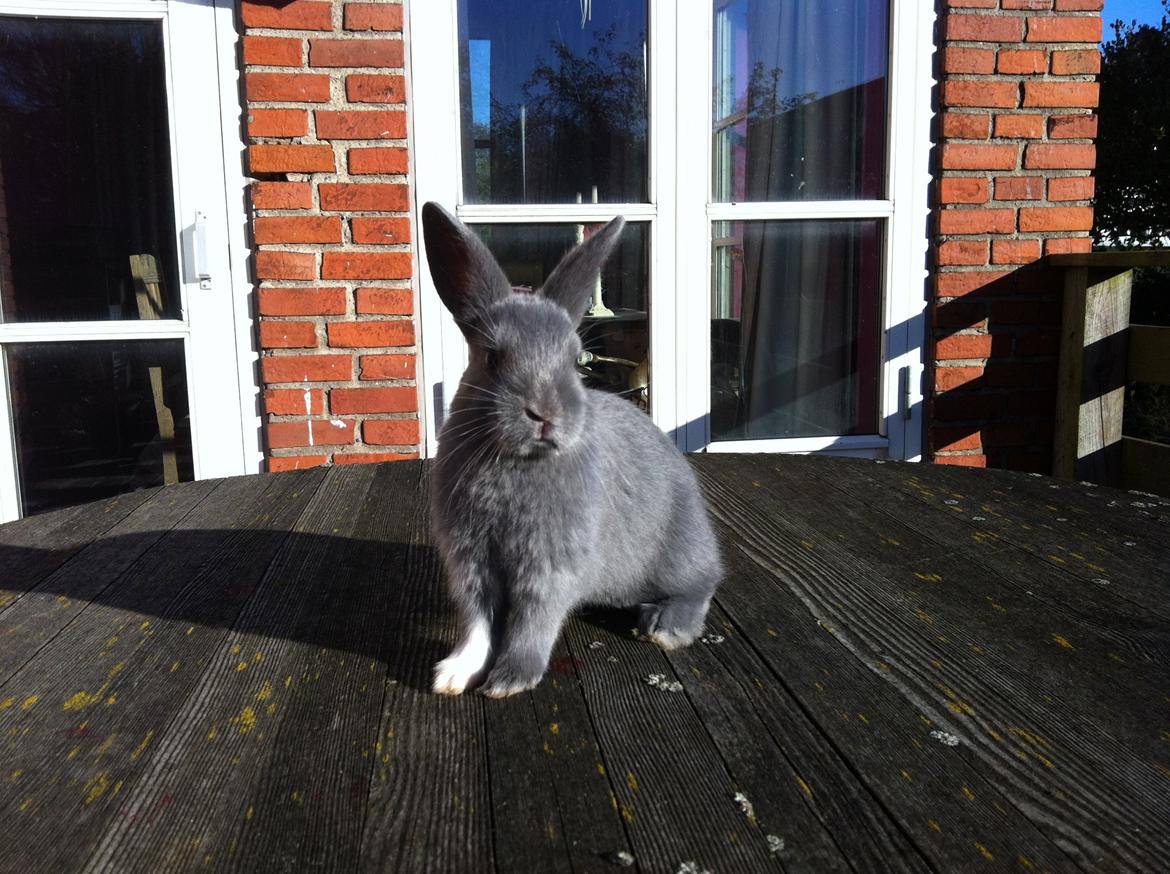 Kanin Makara's blue lightning15/9-2012 - februar 2015 † billede 17