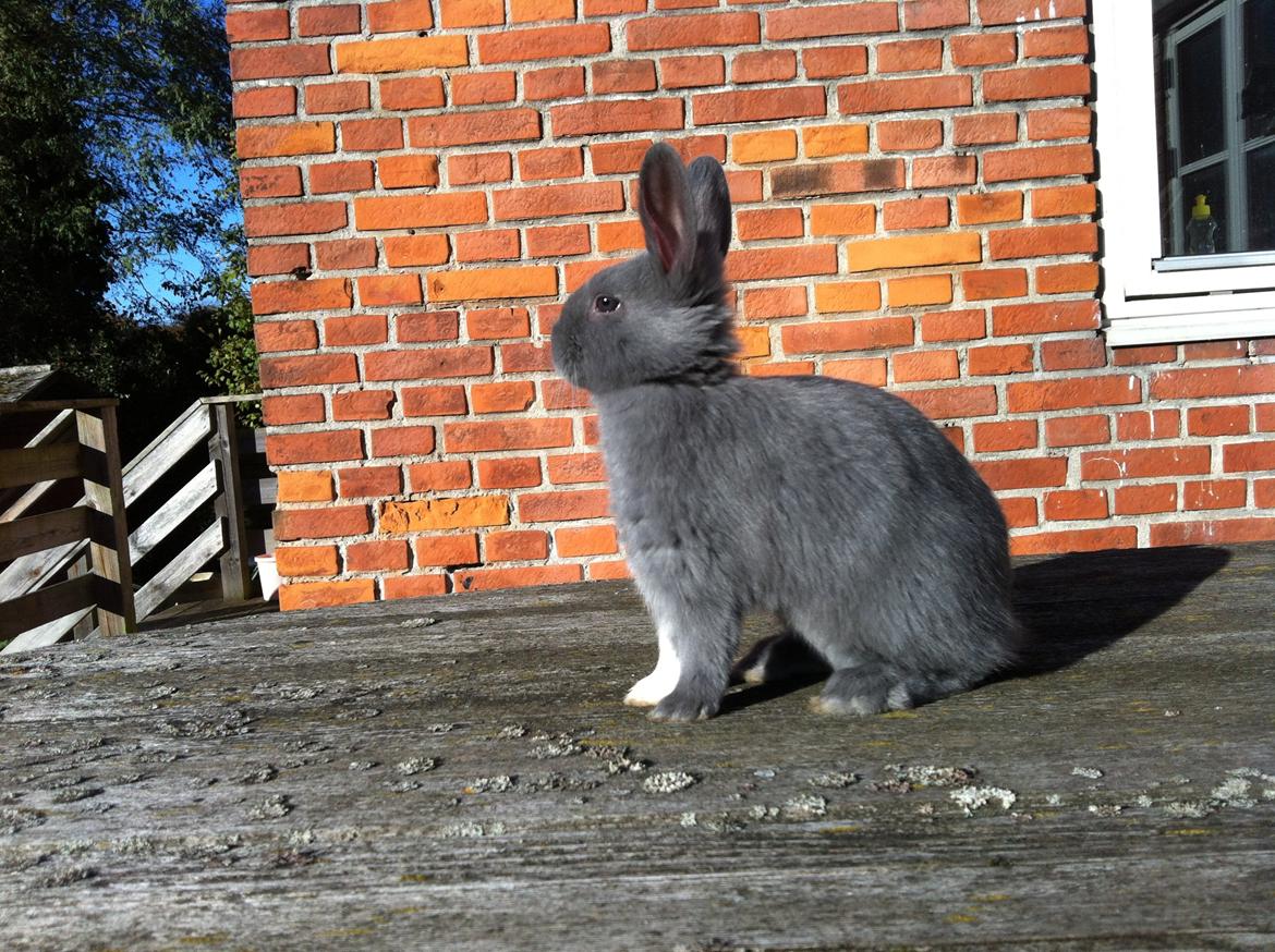 Kanin Makara's blue lightning15/9-2012 - februar 2015 † billede 18