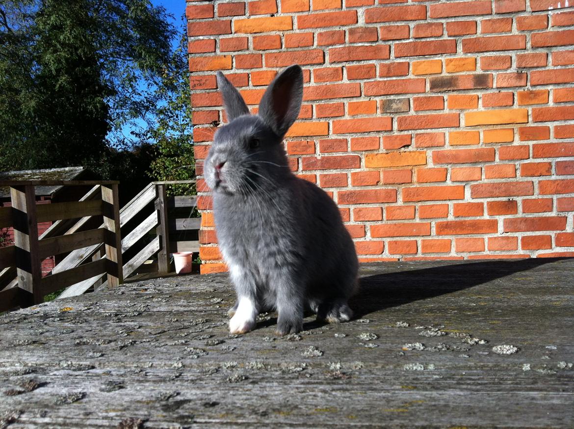 Kanin Makara's blue lightning15/9-2012 - februar 2015 † billede 19