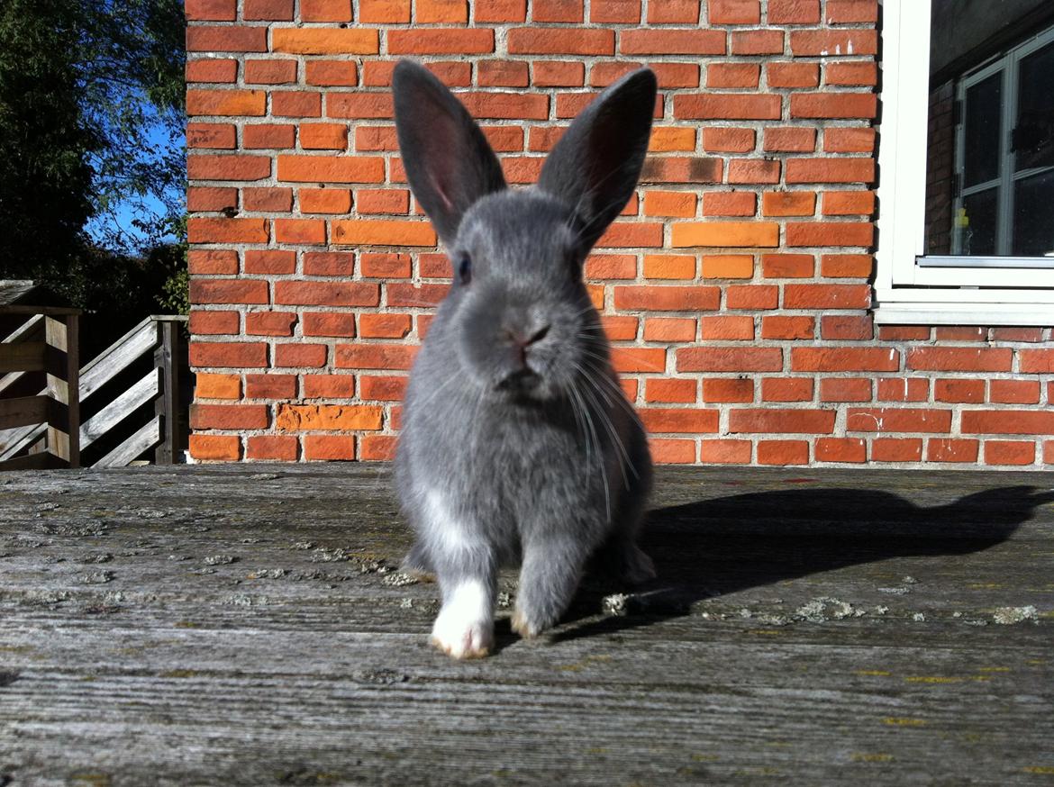 Kanin Makara's blue lightning15/9-2012 - februar 2015 † billede 20