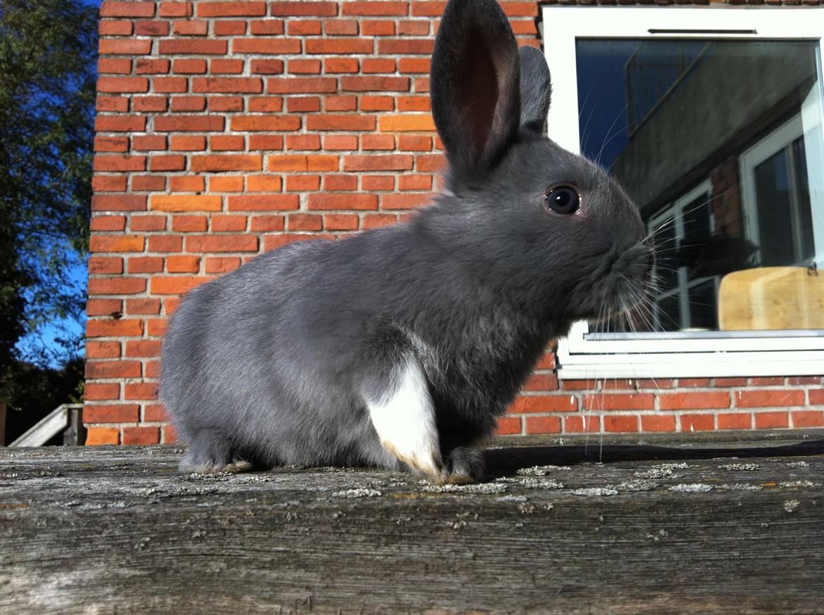 Kanin Makara's blue lightning15/9-2012 - februar 2015 † billede 22