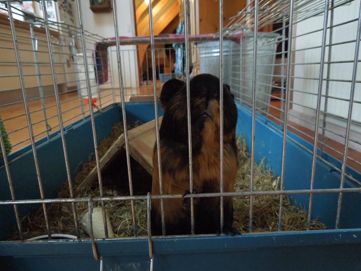 Marsvin Putte - Heeej "Prutte"♥♥ billede 4