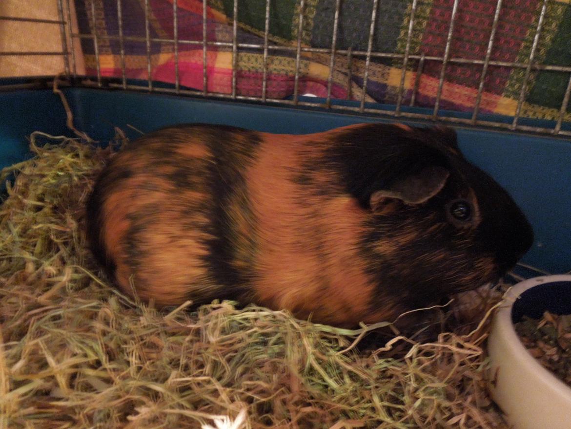 Marsvin Putte - Putte!! Søde Putte!<33 billede 17