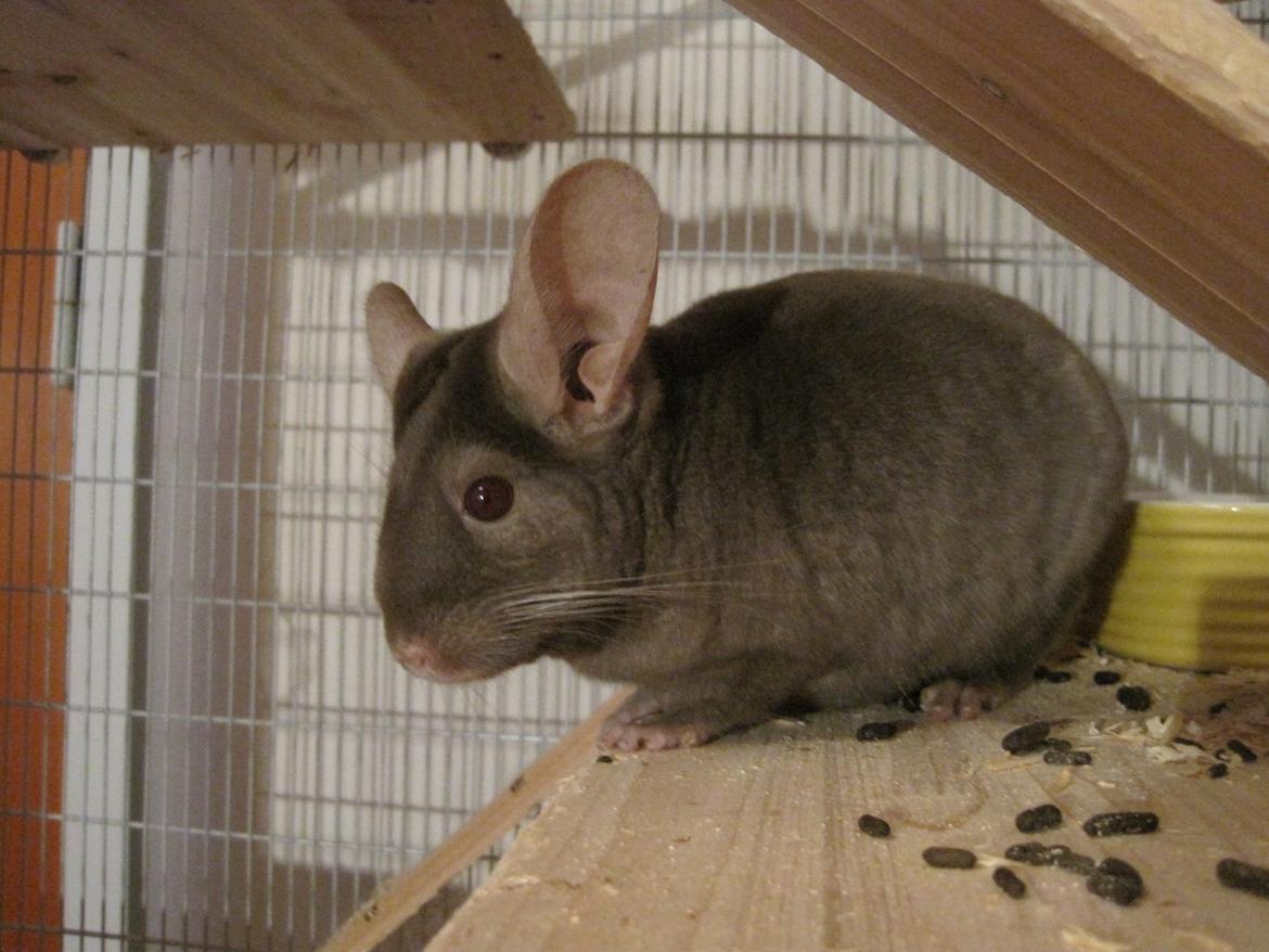 Chinchilla Smilla billede 14