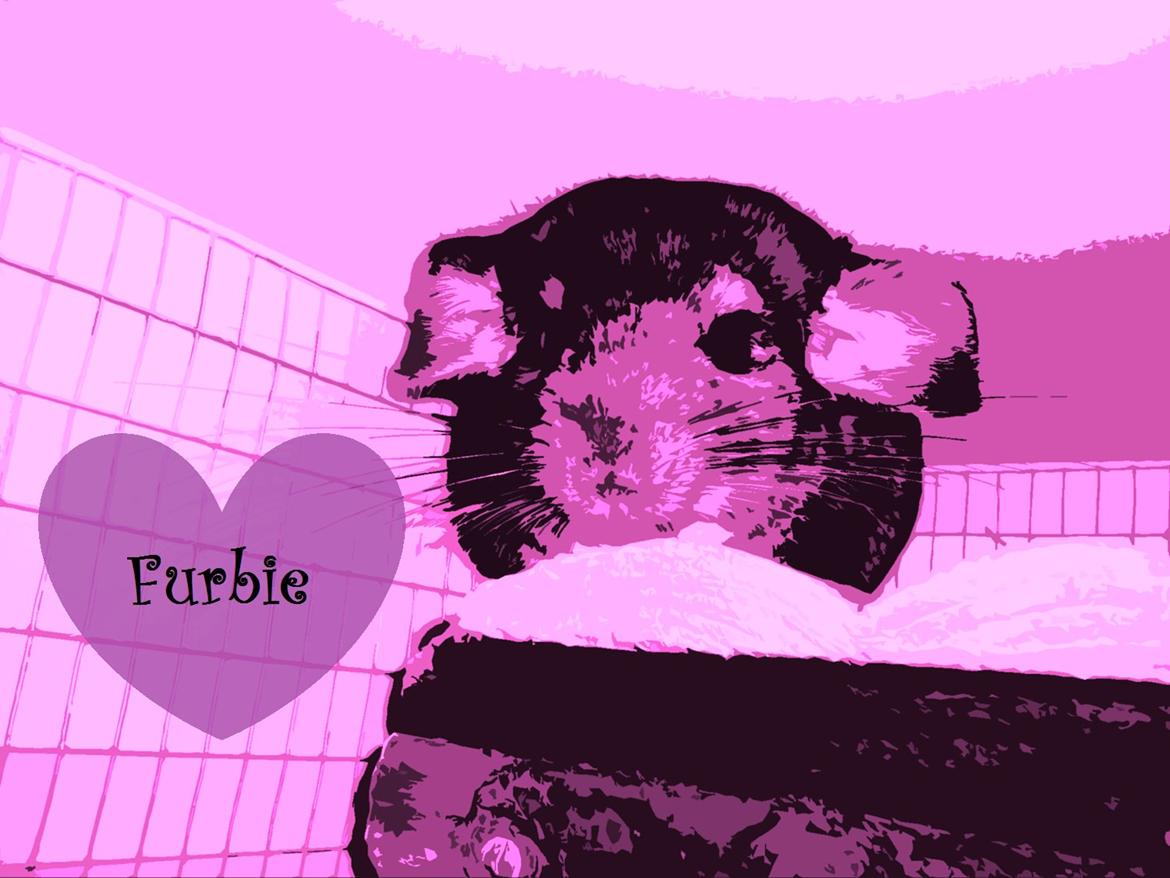 Chinchilla Furbie billede 1