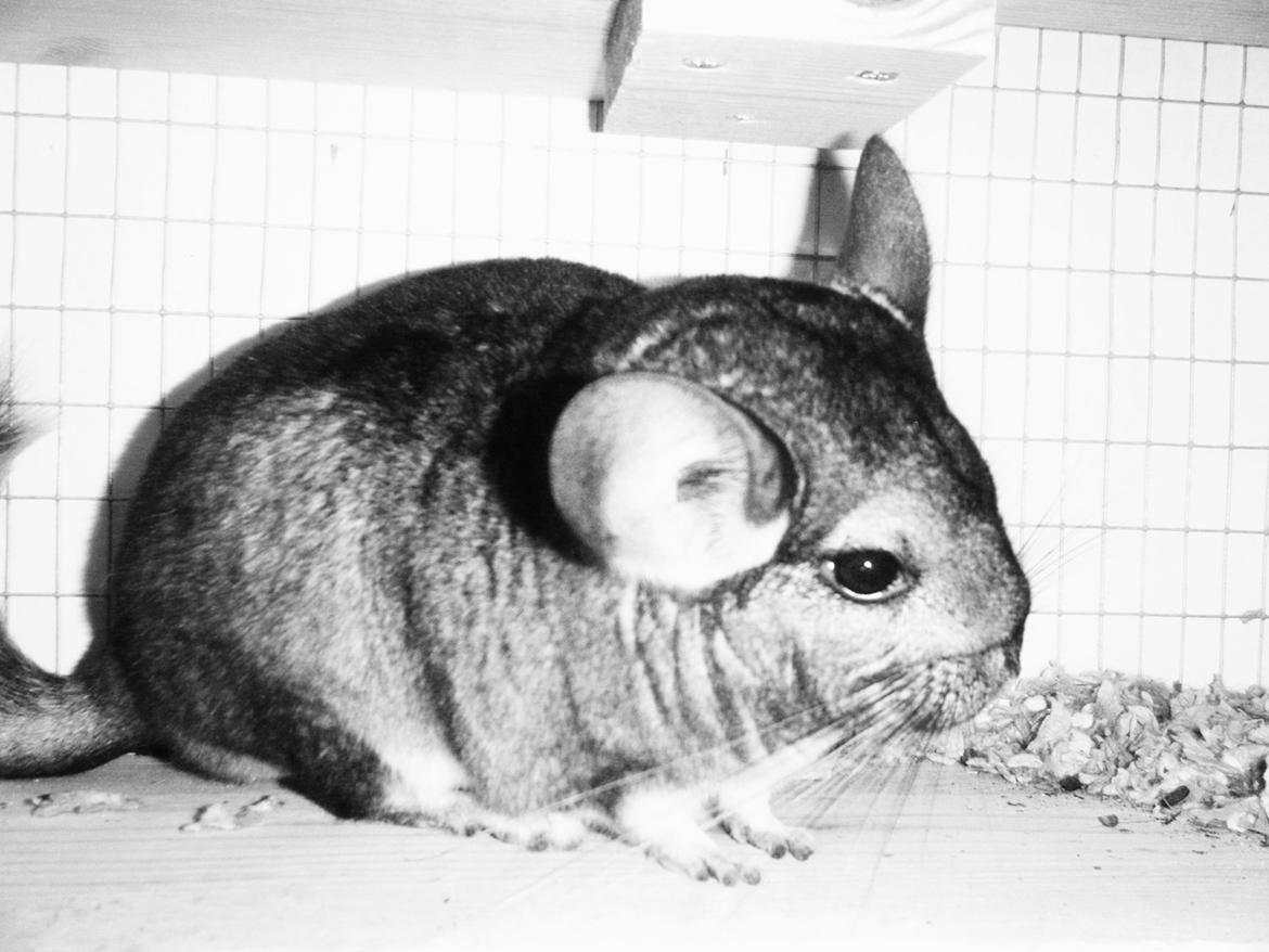 Chinchilla Furbie billede 2