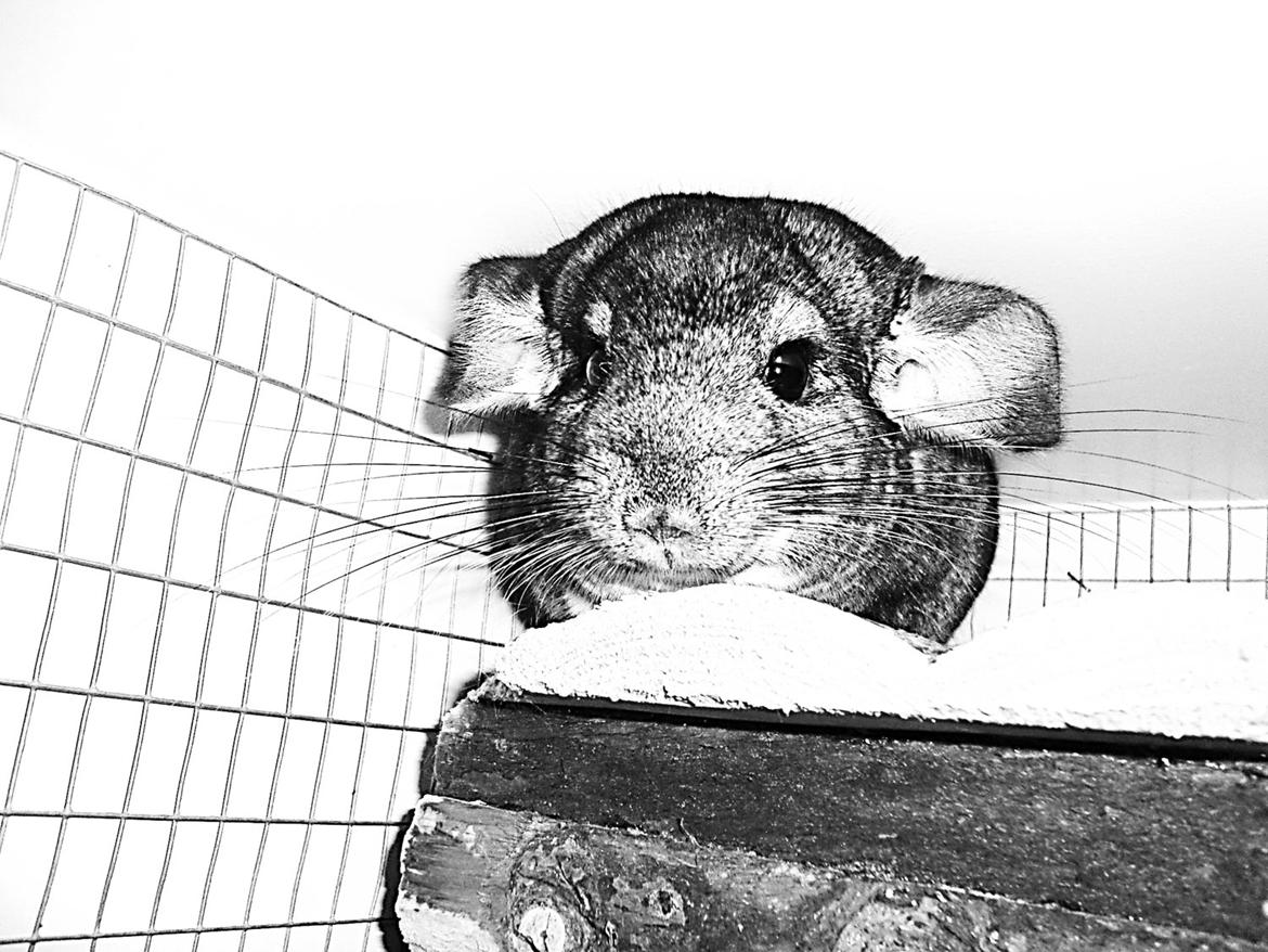 Chinchilla Furbie billede 3