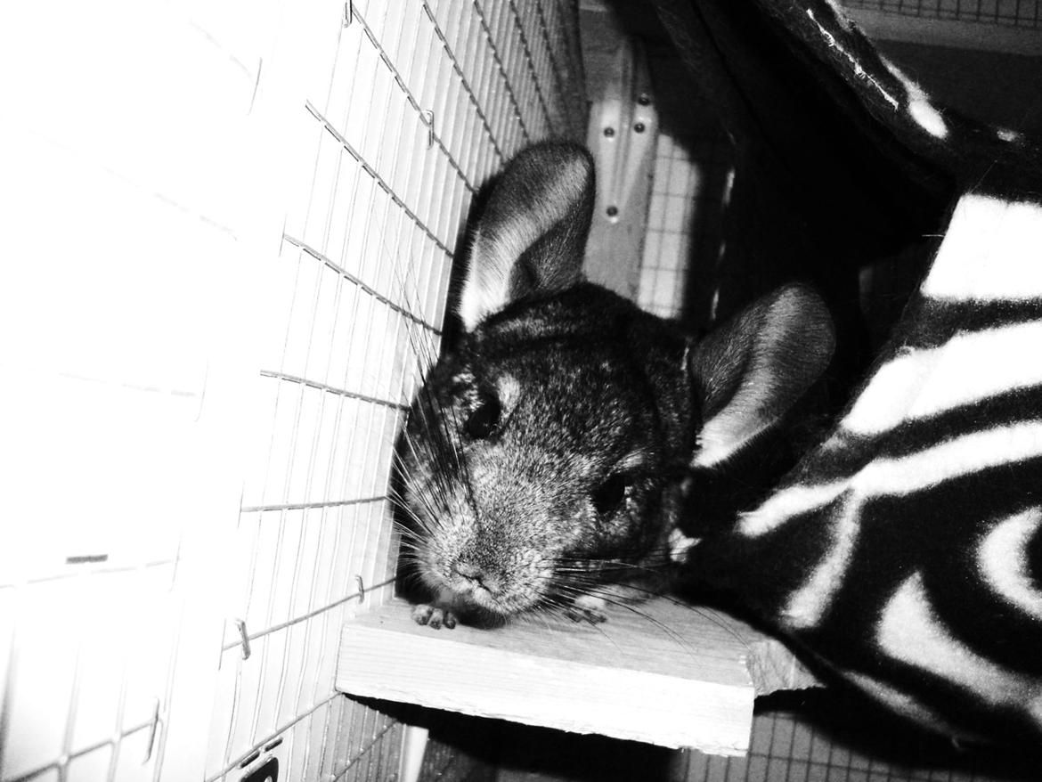 Chinchilla Furbie billede 4