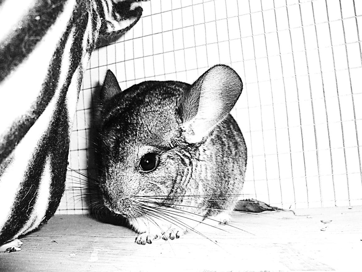 Chinchilla Furbie billede 5