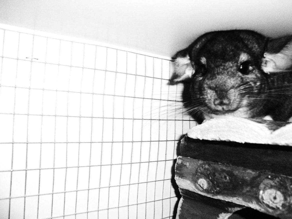 Chinchilla Furbie billede 6