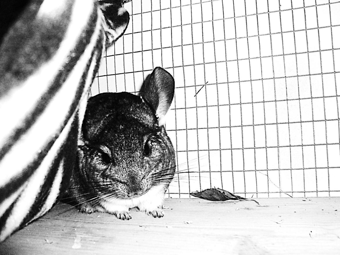 Chinchilla Furbie billede 7