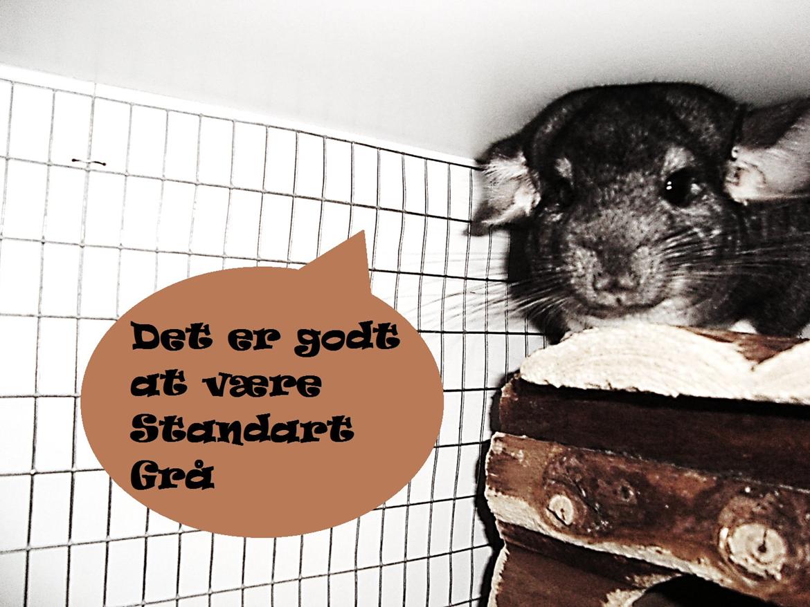 Chinchilla Furbie billede 10