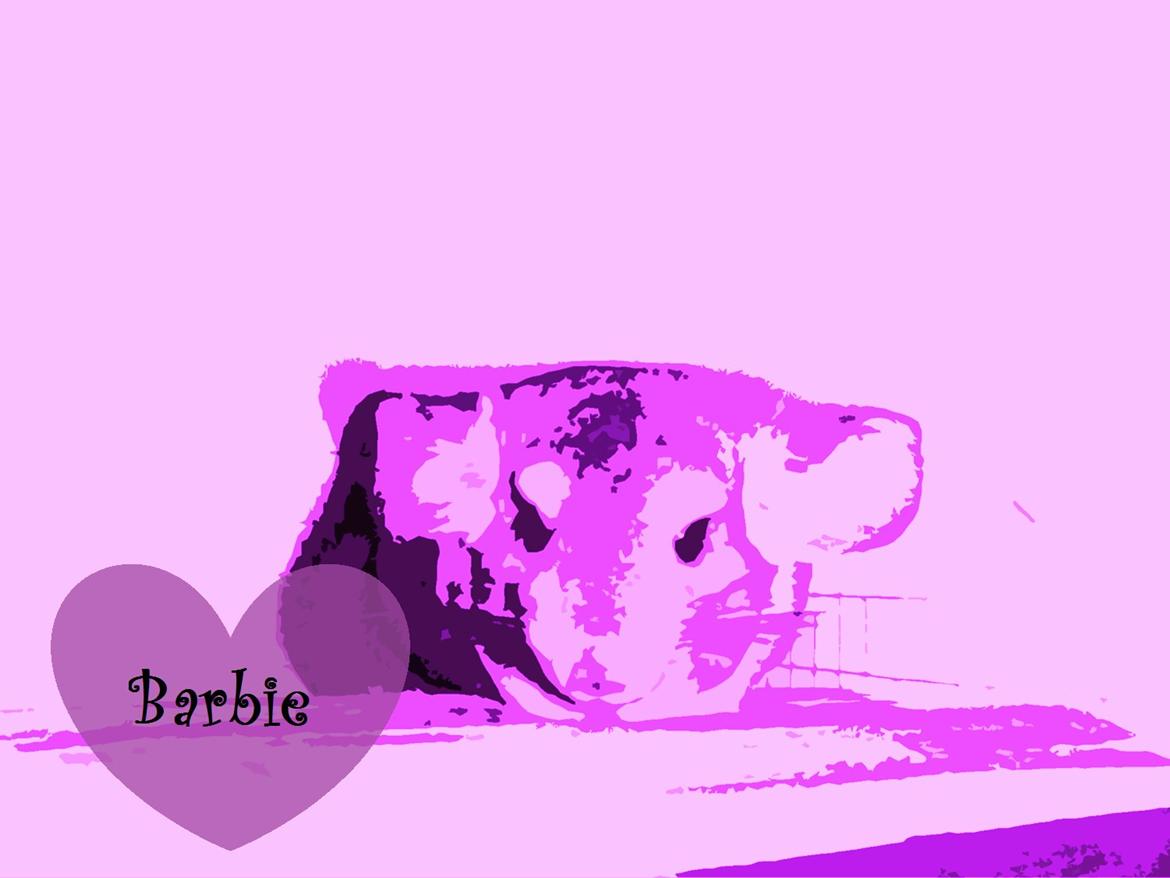 Chinchilla Barbie billede 1