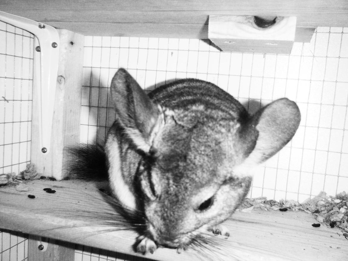 Chinchilla Barbie billede 2