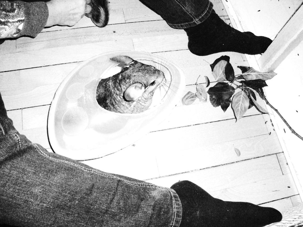 Chinchilla Barbie billede 3