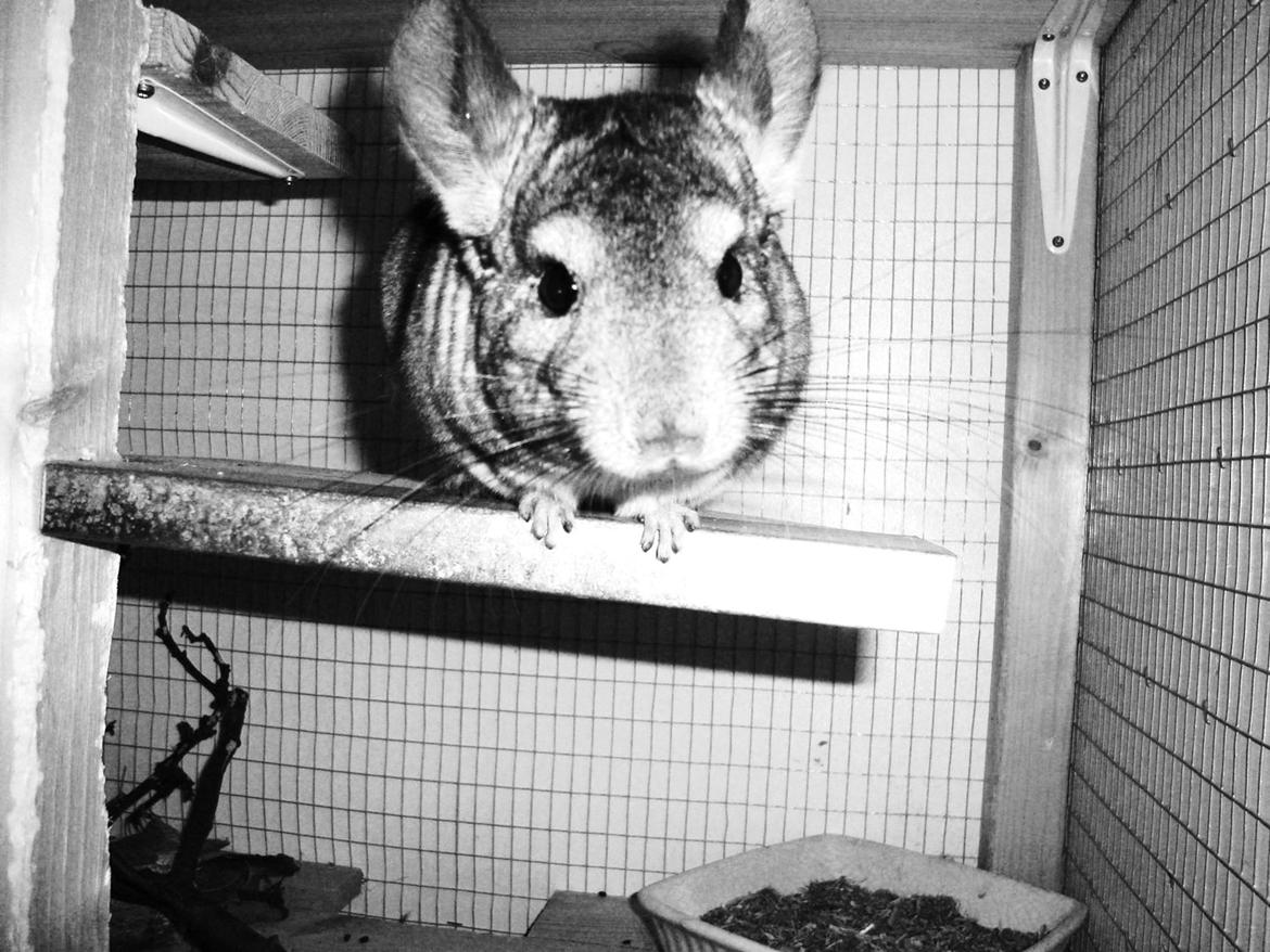 Chinchilla Barbie billede 4