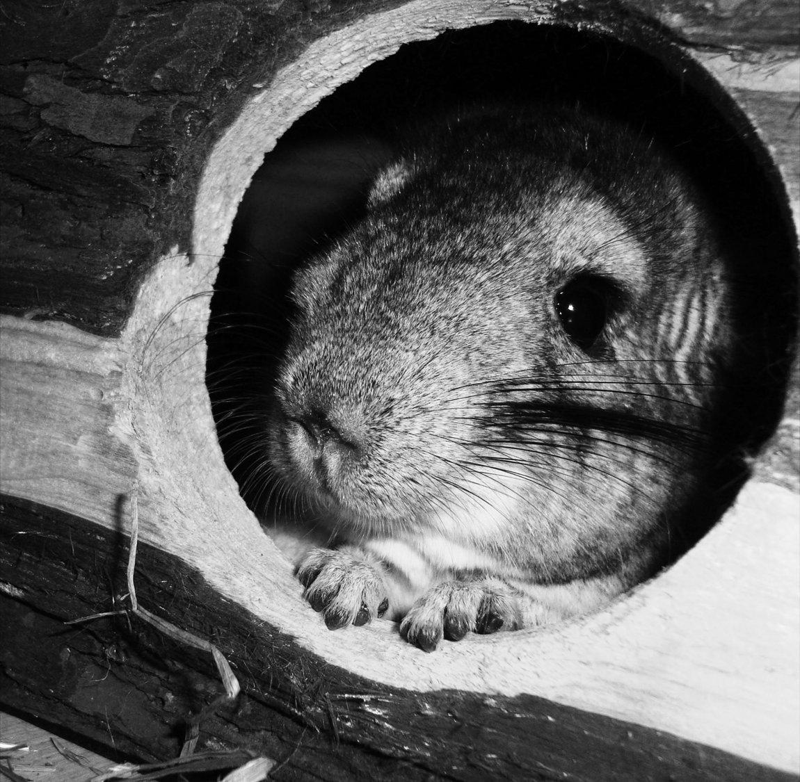 Chinchilla Barbie billede 5