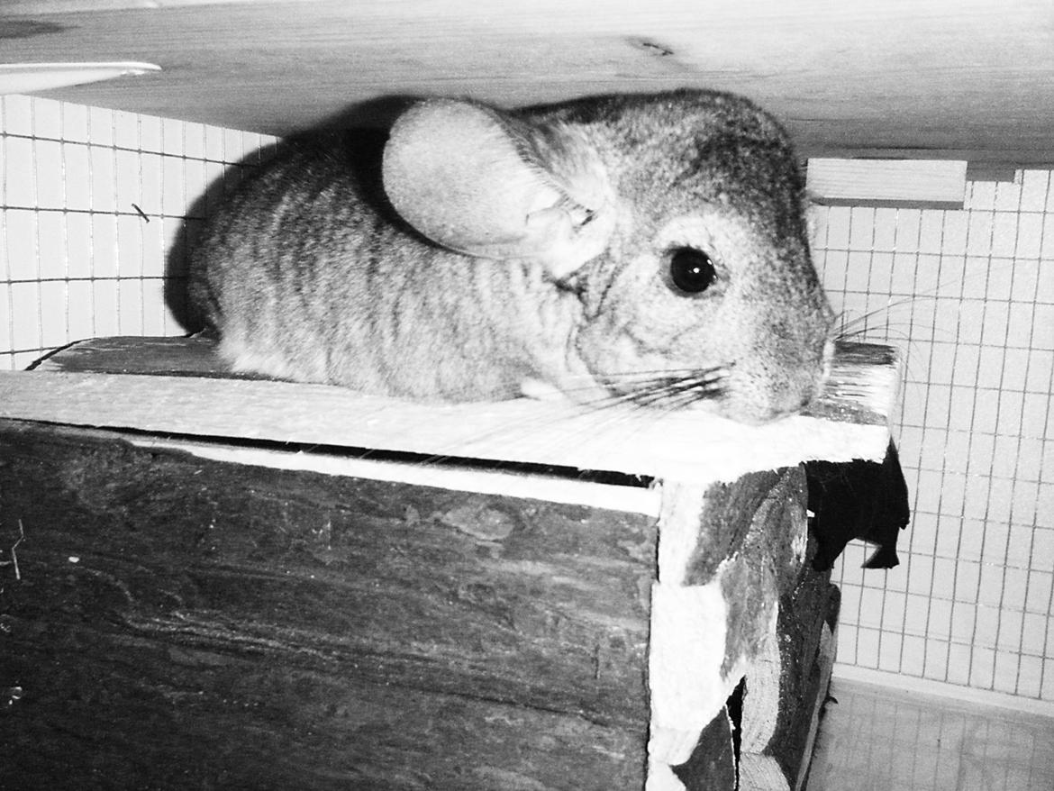 Chinchilla Barbie billede 6