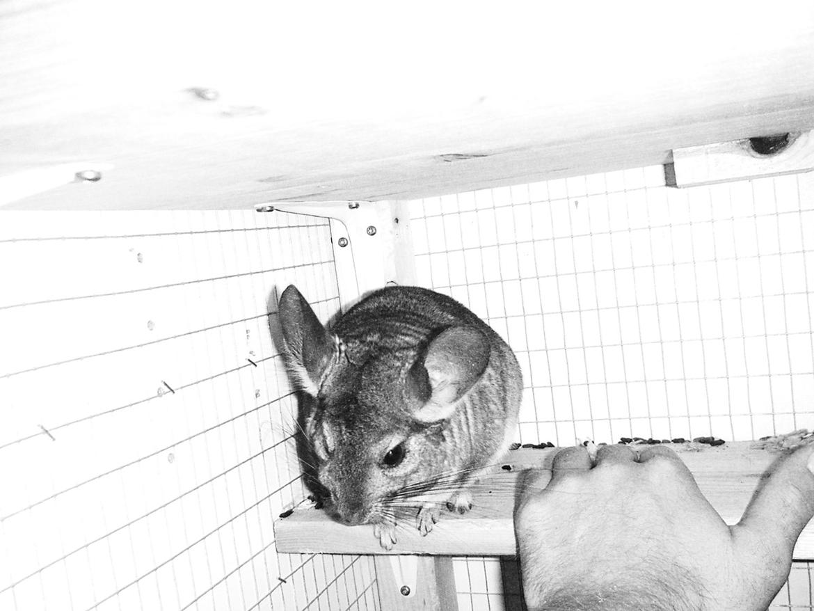 Chinchilla Barbie billede 7