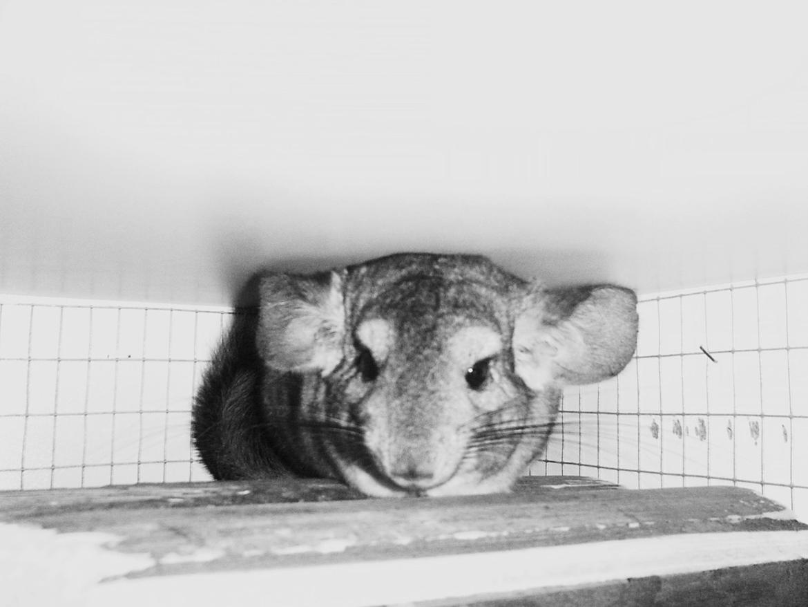 Chinchilla Barbie billede 8