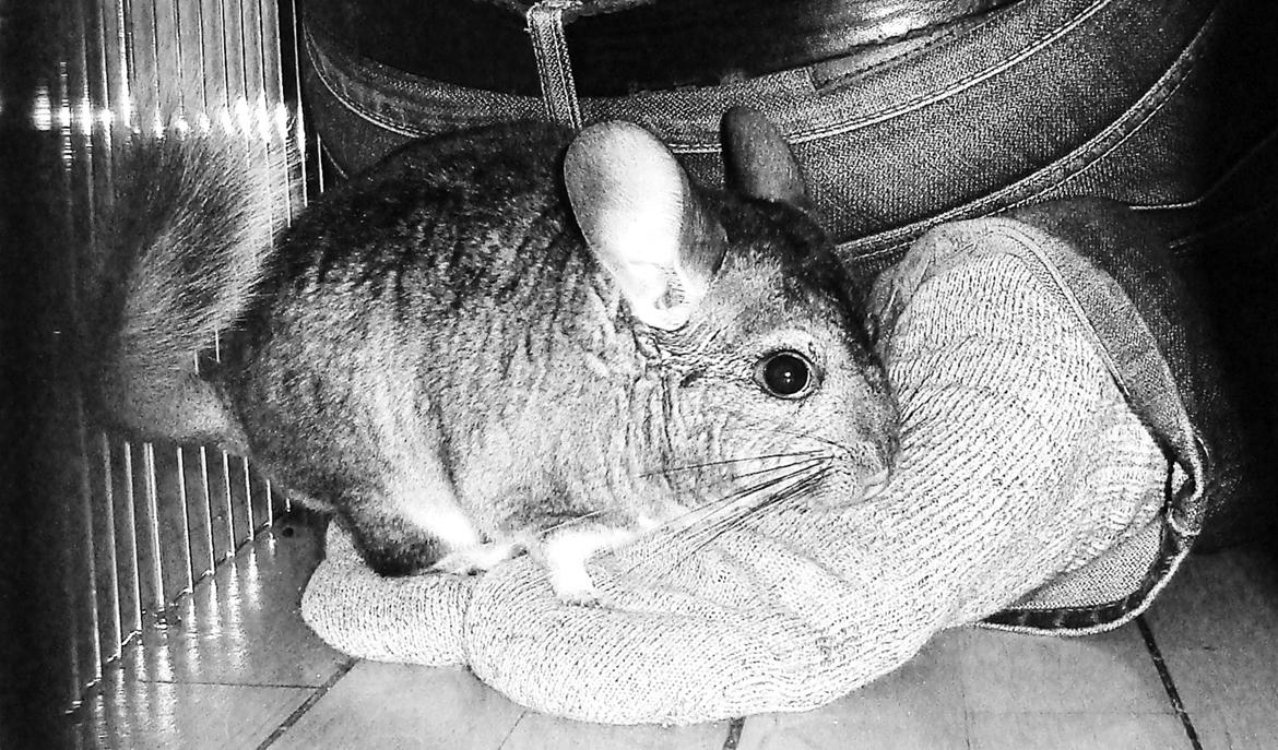 Chinchilla Barbie billede 9