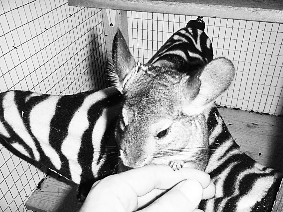 Chinchilla Barbie billede 10