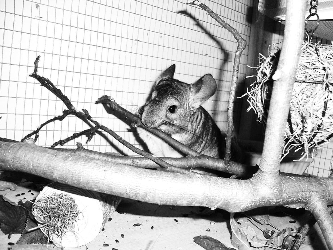 Chinchilla Barbie billede 11