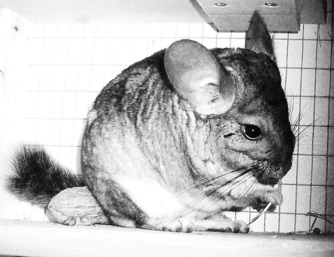 Chinchilla Barbie billede 12