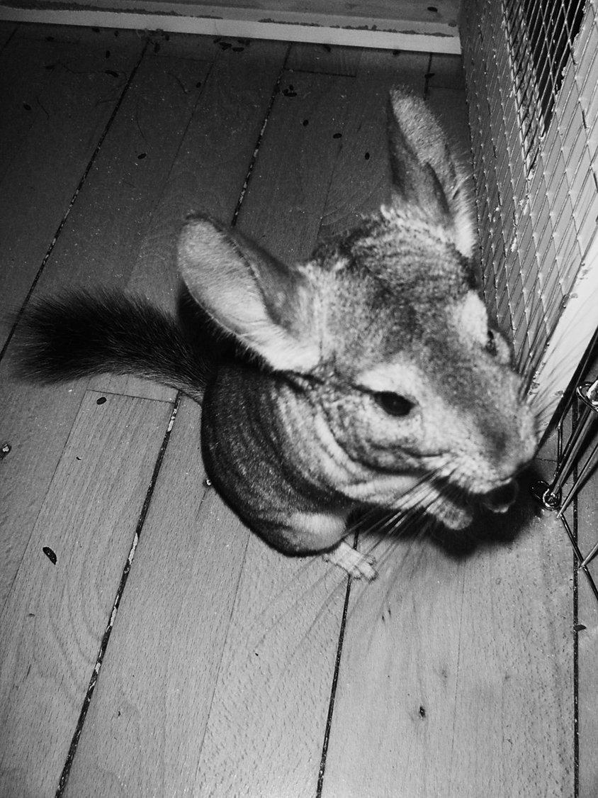 Chinchilla Barbie billede 13