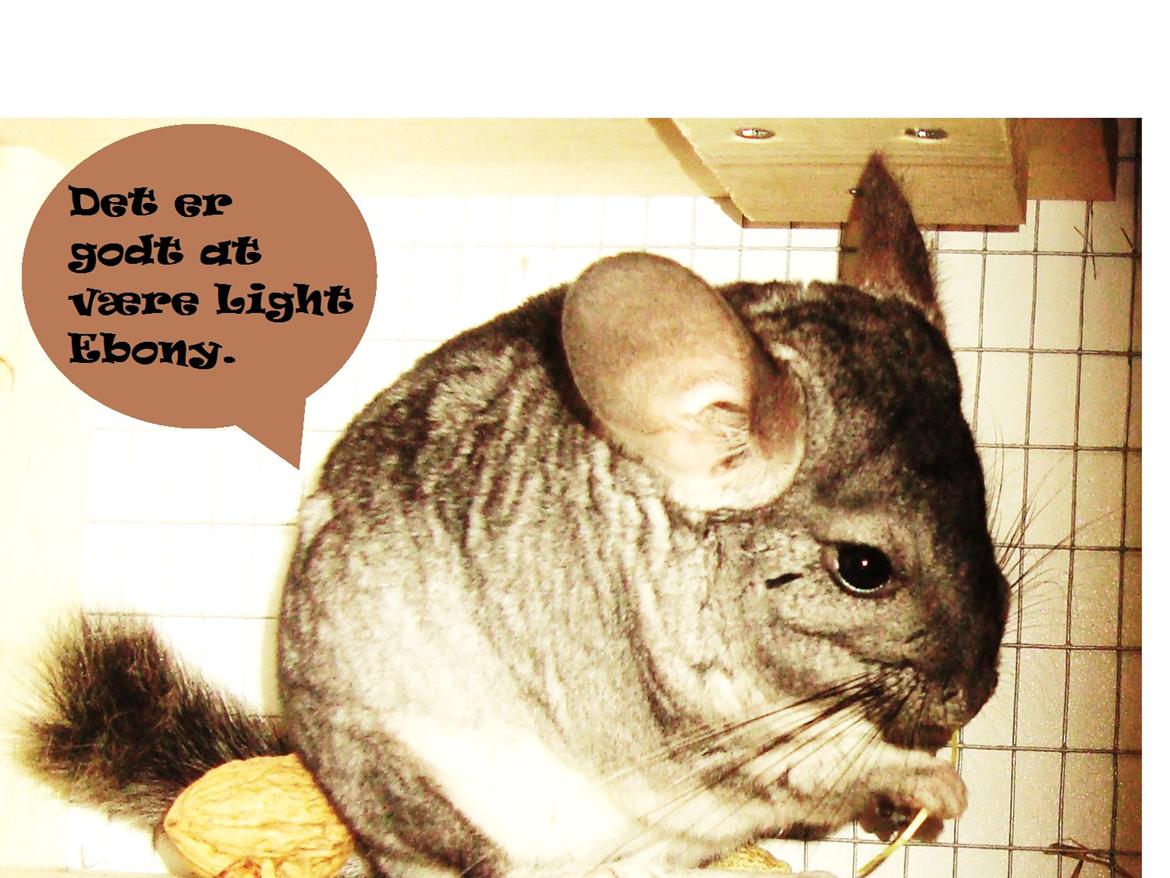 Chinchilla Barbie billede 14