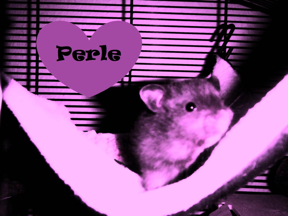 Hamster Perle - Velkommen til mig, Perle. billede 1