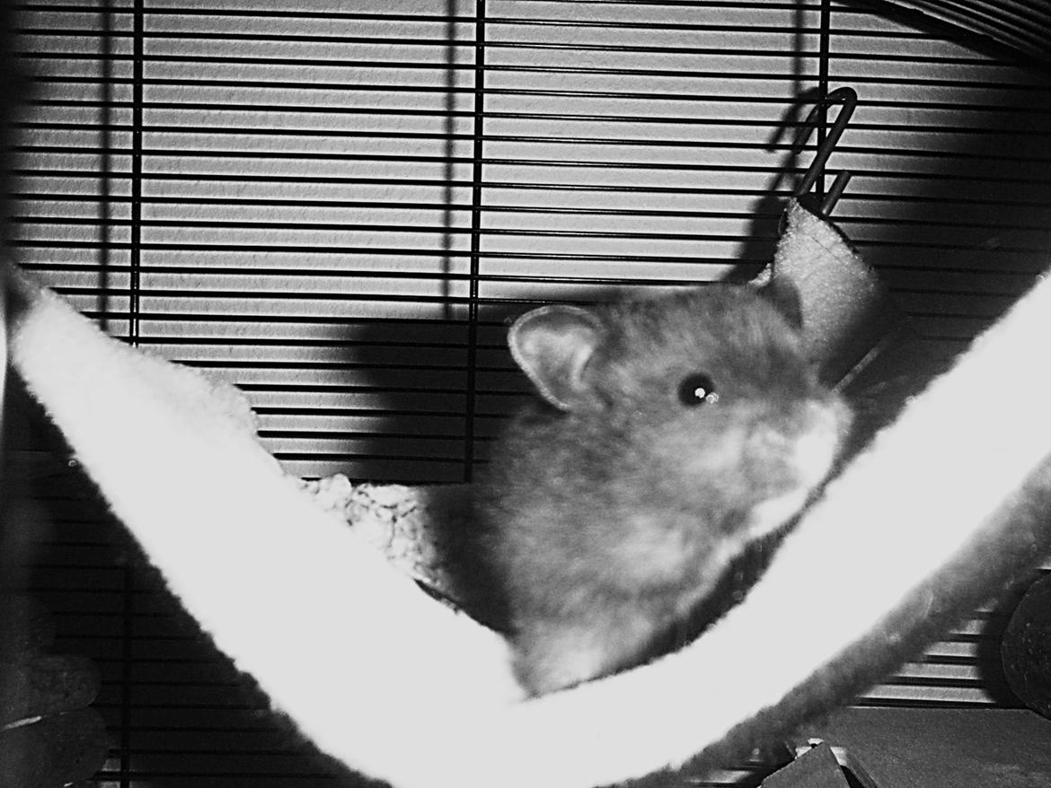 Hamster Perle - Mig og min hængekøje. billede 7