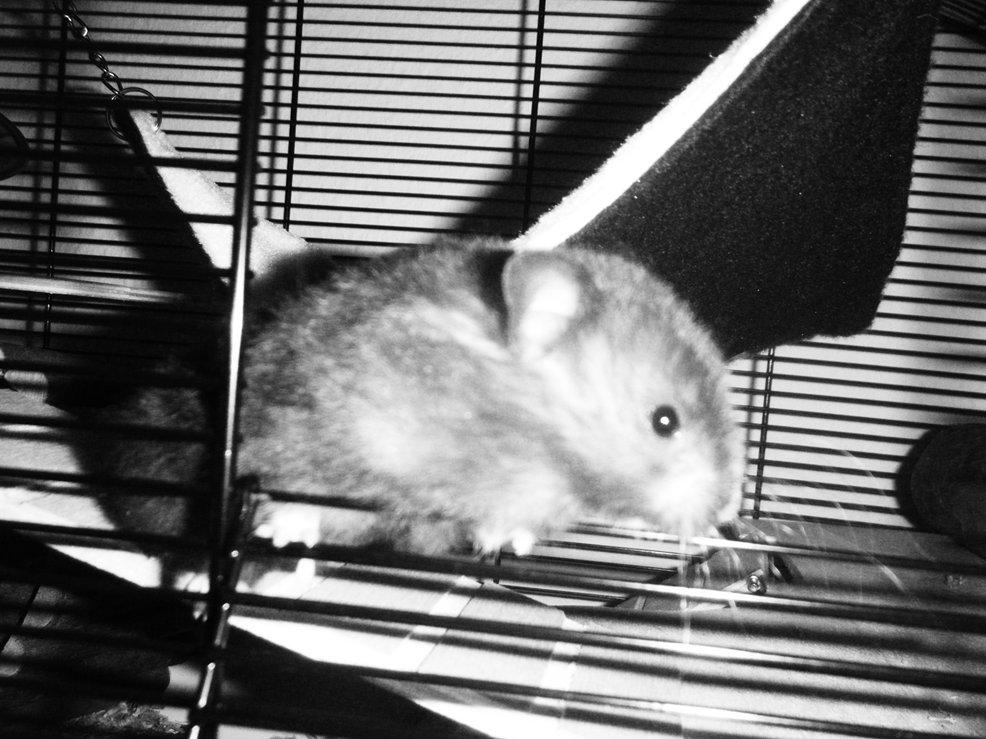 Hamster Perle - Haha...her stikker jeg af. ;) billede 11
