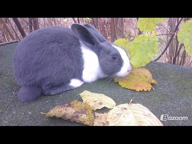 Kanin harbo´s Jolly-Cola | hollænder - første billede jeg fik af hende billede 8