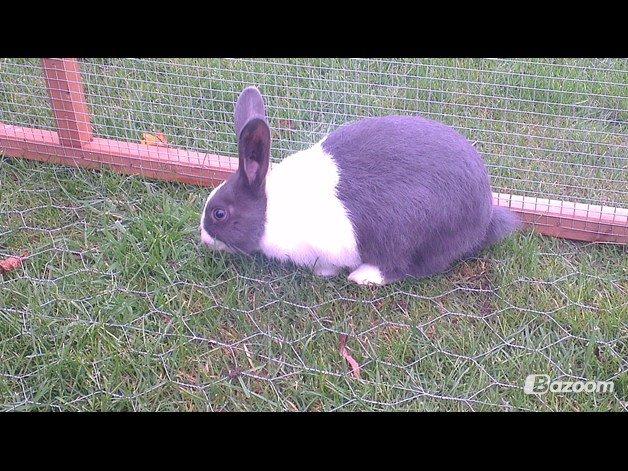 Kanin harbo´s Jolly-Cola | hollænder billede 16