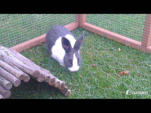 Kanin harbo´s Jolly-Cola | hollænder billede 17