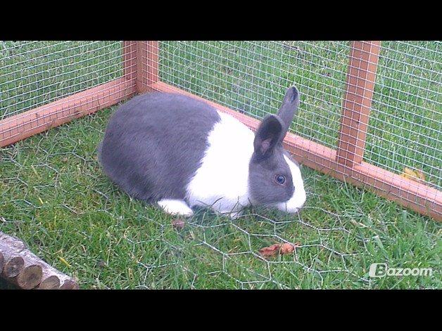 Kanin harbo´s Jolly-Cola | hollænder billede 14