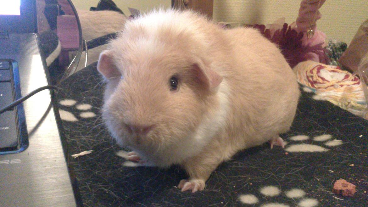 Marsvin Smilla billede 18