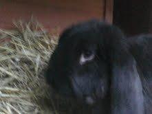 Kanin Romle billede 7