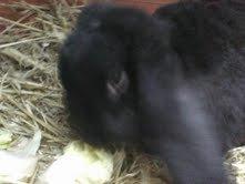 Kanin Romle billede 9