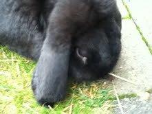 Kanin Romle - "Hmmm.... Lækkert græs!" billede 10