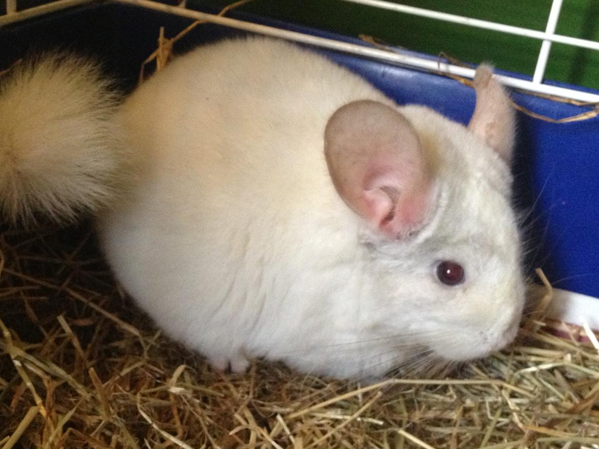 Chinchilla Hr. Bodil Schmidt billede 2