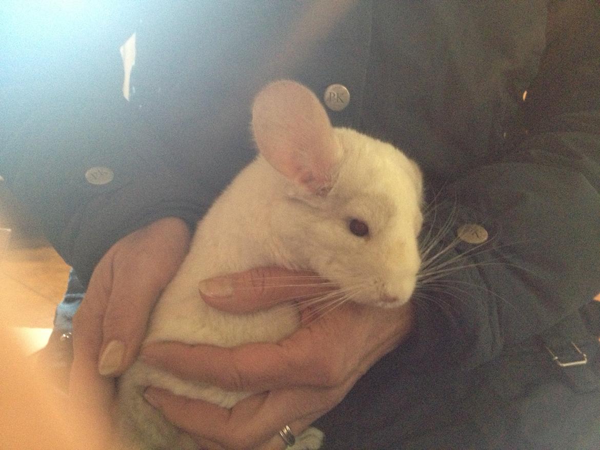 Chinchilla Hr. Bodil Schmidt billede 3