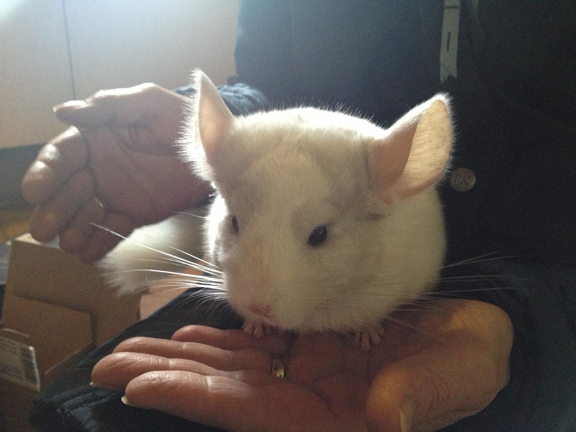 Chinchilla Hr. Bodil Schmidt billede 4