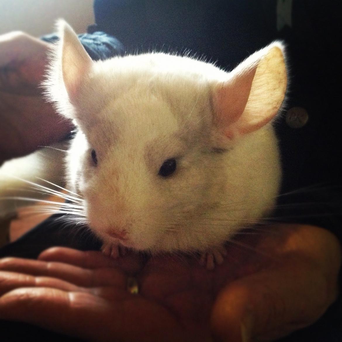 Chinchilla Hr. Bodil Schmidt billede 1