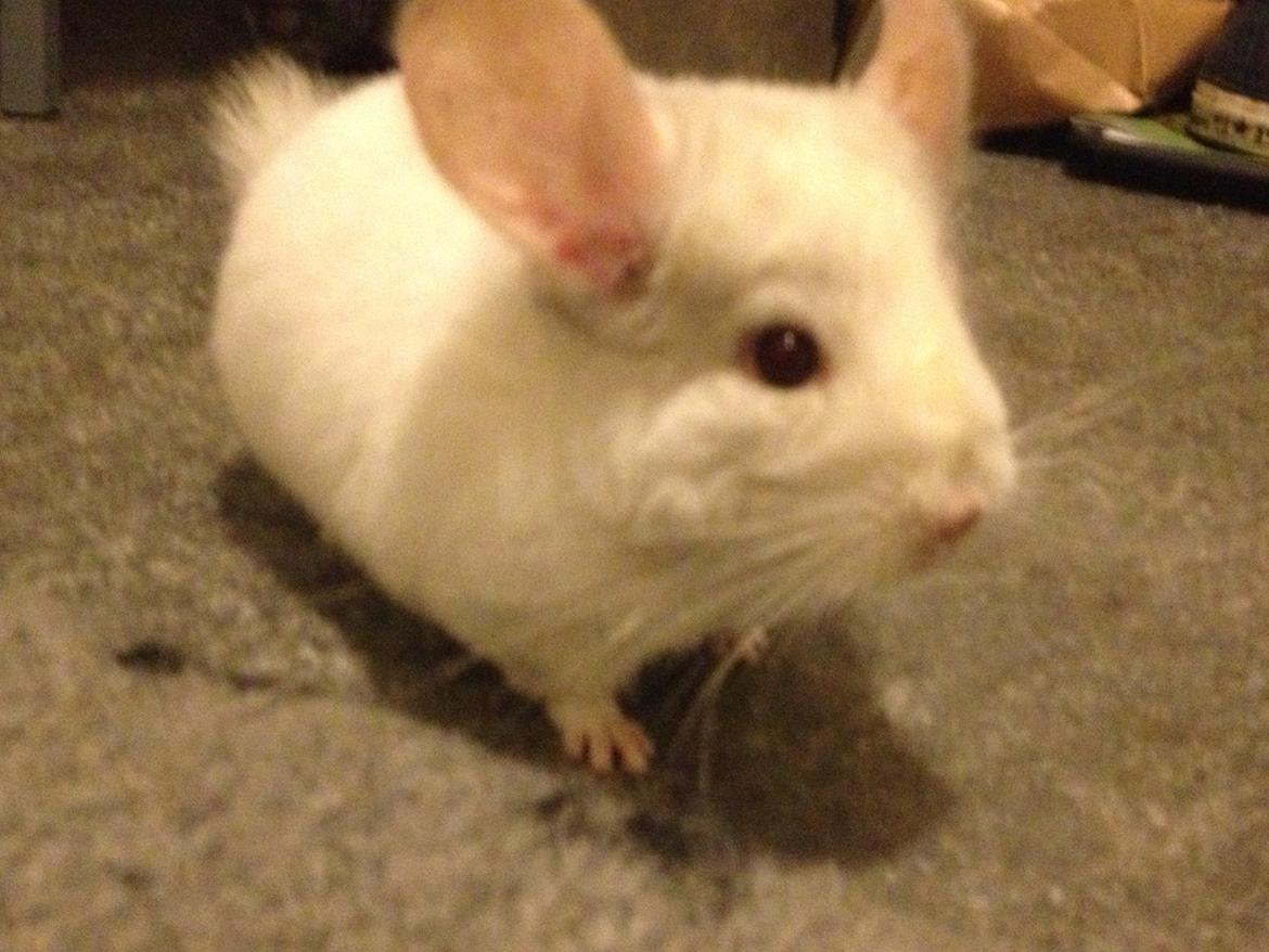 Chinchilla Hr. Bodil Schmidt billede 5