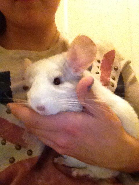 Chinchilla Hr. Bodil Schmidt billede 6