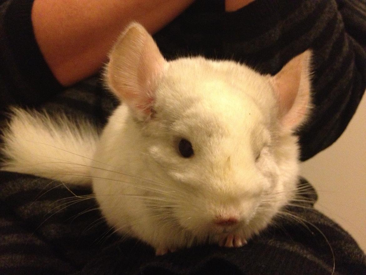 Chinchilla Hr. Bodil Schmidt billede 7