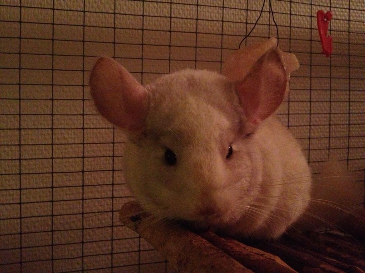 Chinchilla Hr. Bodil Schmidt billede 8